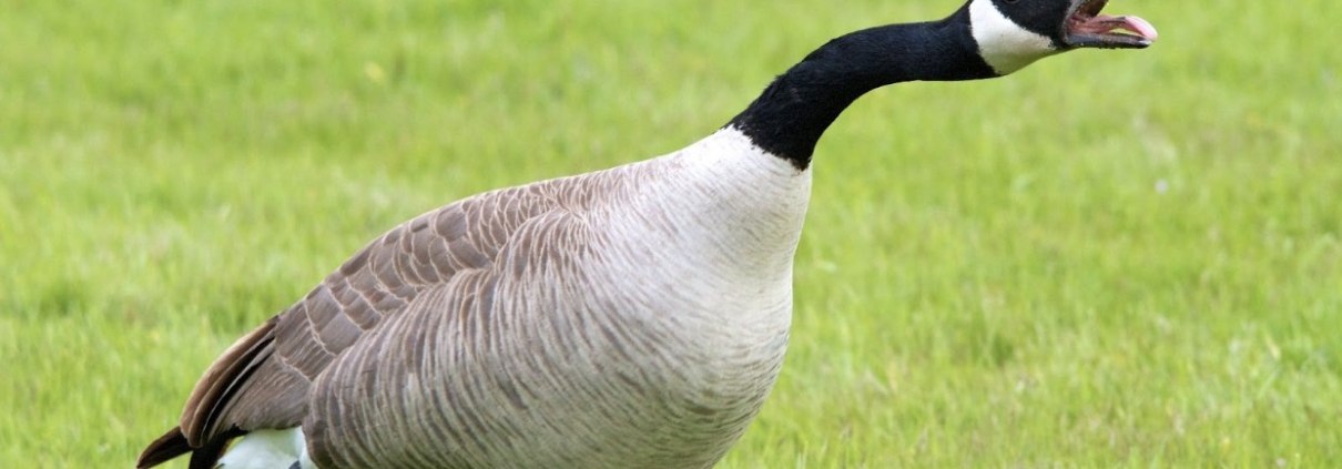 importance of controlling canada geese in spring